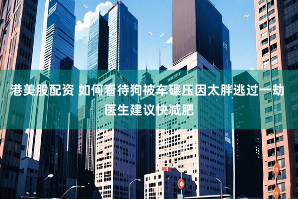 港美股配资 如何看待狗被车碾压因太胖逃过一劫 医生建议快减肥
